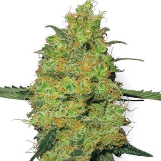 Tango Kush Seeds