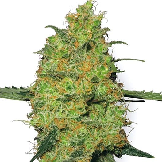 Tiger’s Milk Seeds