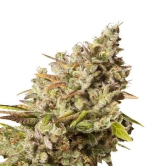 Banana Cream OG Auto Seeds