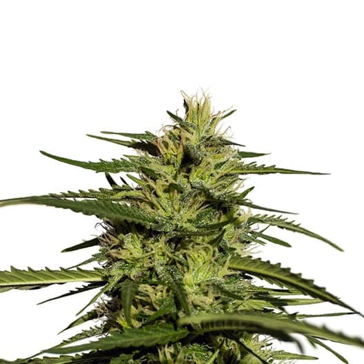 Black Cherry OG Seeds
