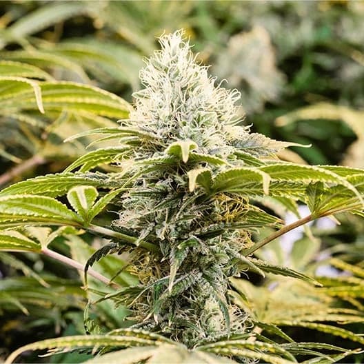 Black Diesel Seeds