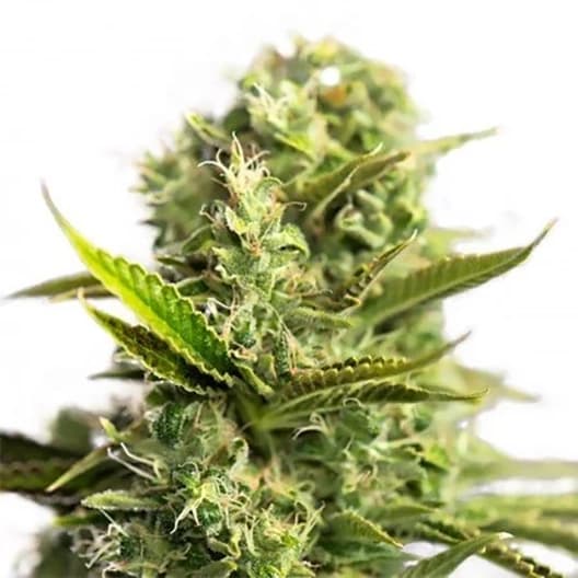 Blue Diamond Seeds