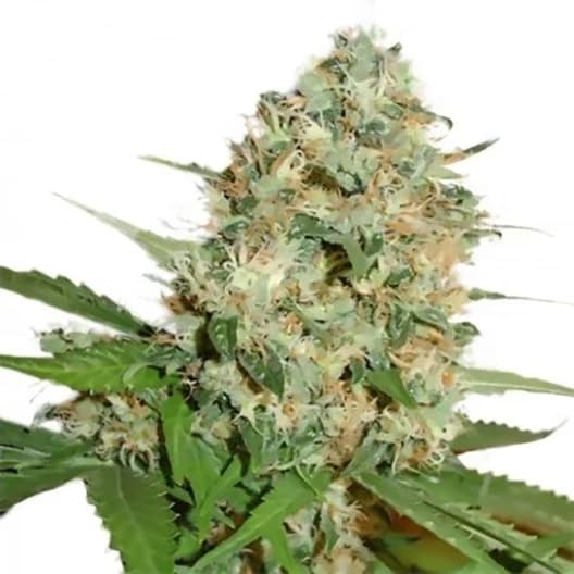 Blue Kush Seeds