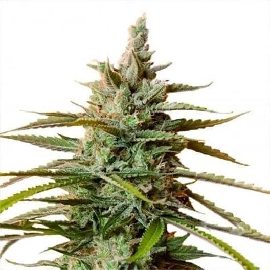 Blue Magoo Seeds