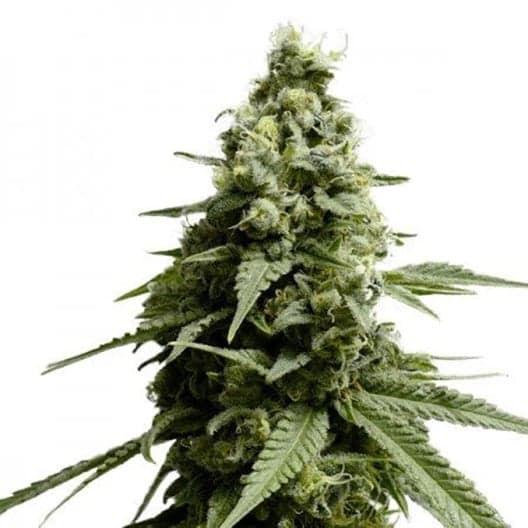 Blue Widow Seeds
