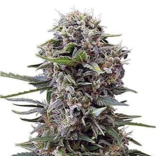 Blueberry Cheesecake Auto Seeds