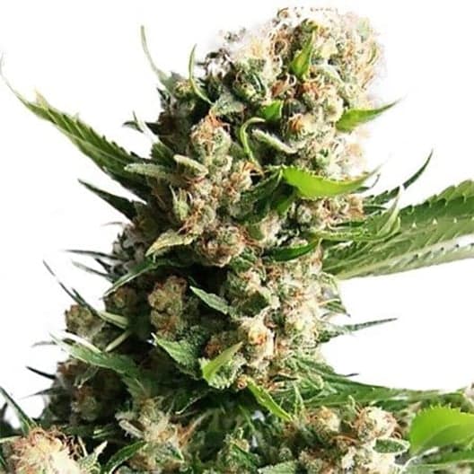 Blueberry Diesel Seeds