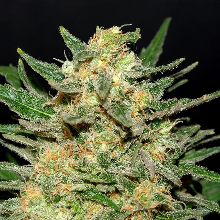 Charlie Sheen Auto Seeds