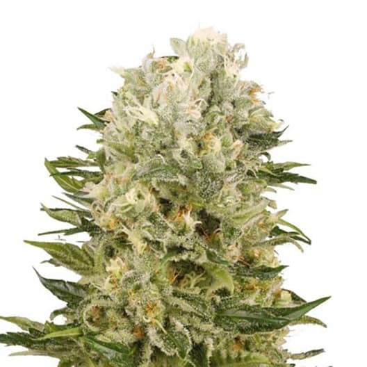 Chem Scout Seeds