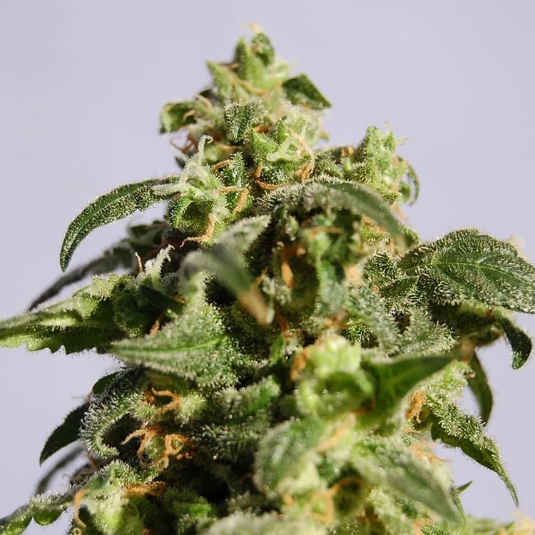Cherry Diesel Auto Seeds