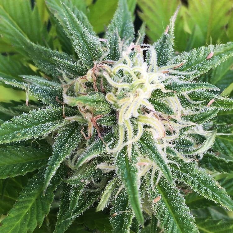 Green Goddess Seeds