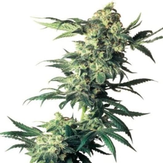 Cotton Candy Kush Seeds