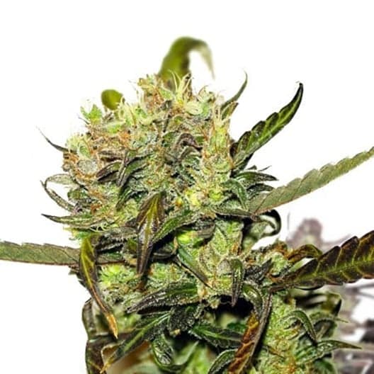 Crown OG Auto Seeds