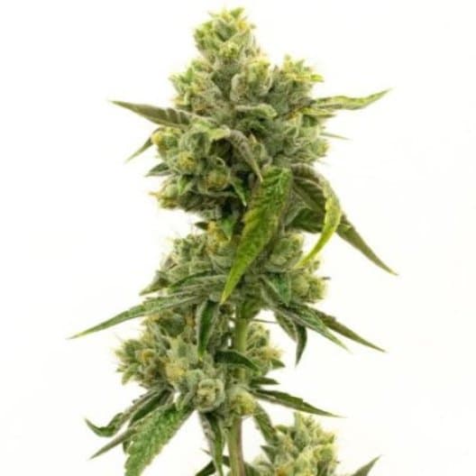Deadhead OG Auto Seeds