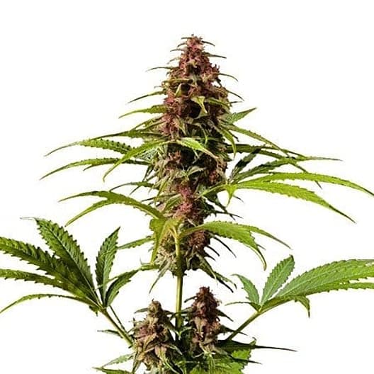 East Coast Sour Diesel Seeds