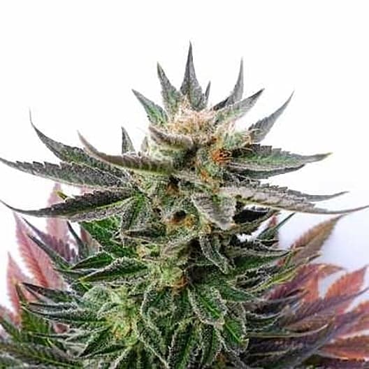 Fortune Cookies Auto Seeds
