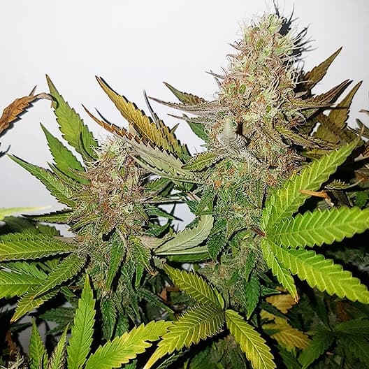 Gods Green Crack Auto Seeds