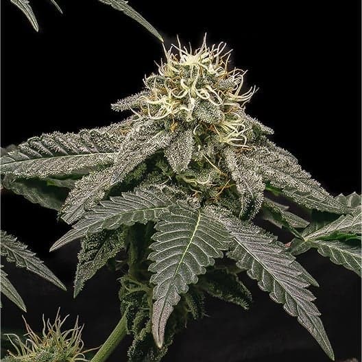 Lava Cake Seeds