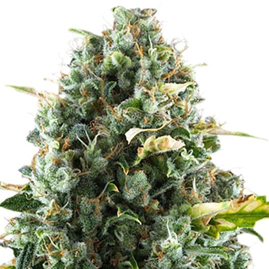 Lee Roy Auto Seeds