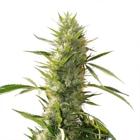 Lemon OG Kush Auto Seeds