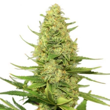 Love Potion #1 Seeds