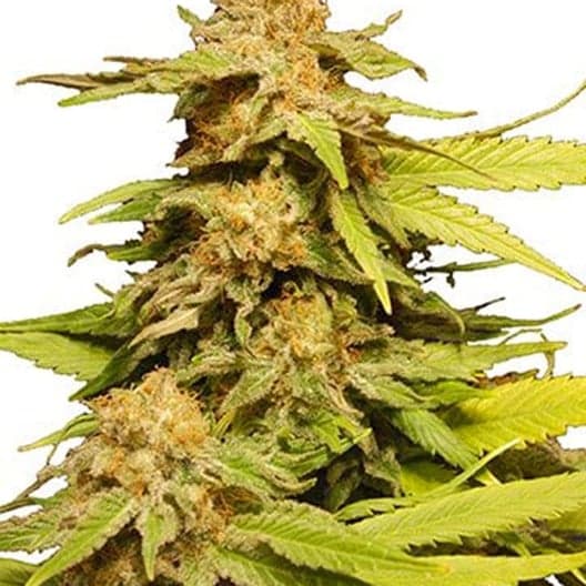 Maui Pineapple Chunk Seeds