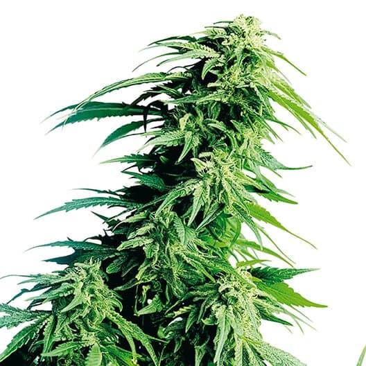 Monster Cookies Seeds