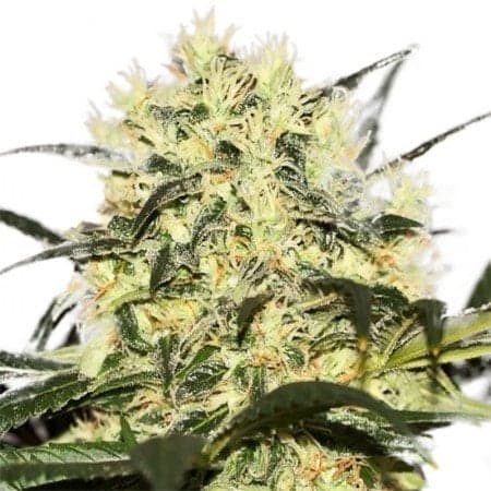 Neville’s Haze Auto Seeds