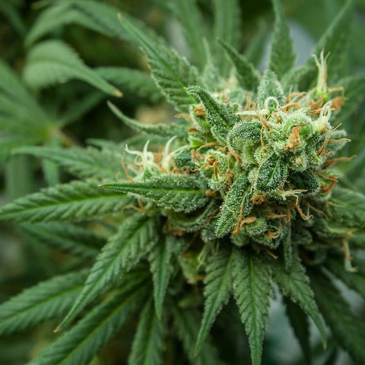 Auto OG Cheese Auto Seeds
