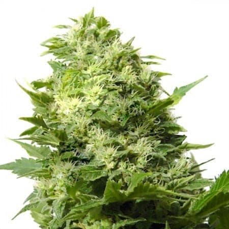 Platinum GSC Seeds