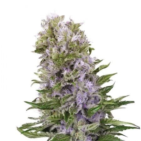 Purple Alien OG Auto Seeds