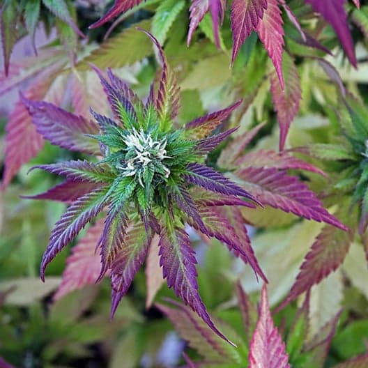 Purple Berry Seeds
