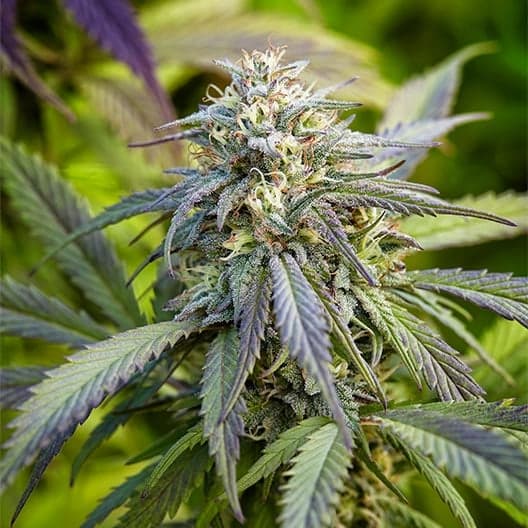 Purple Gelato Seeds