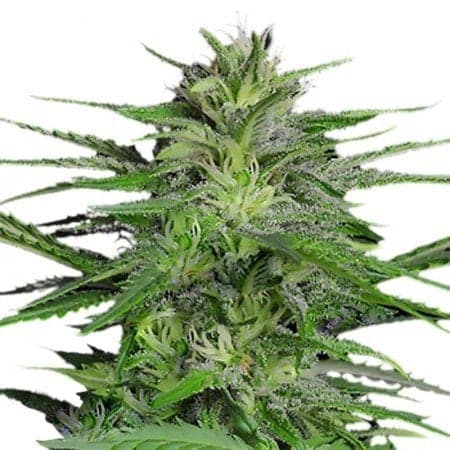 Purple Gorilla Seeds