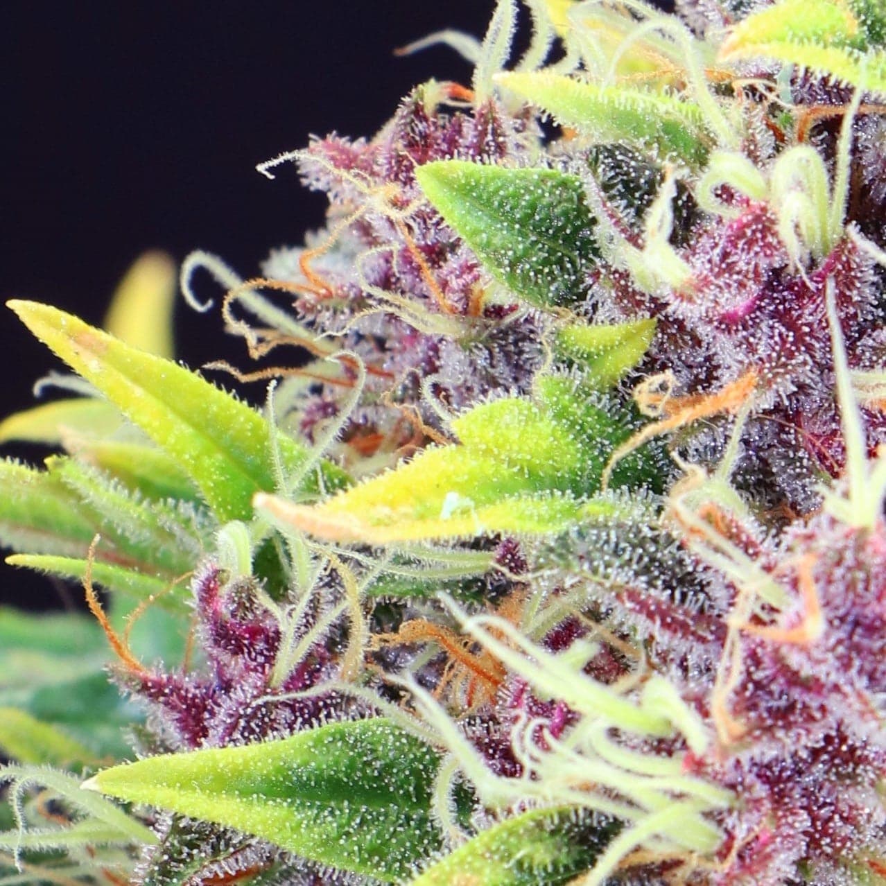 Purple Sour Diesel Auto Seeds