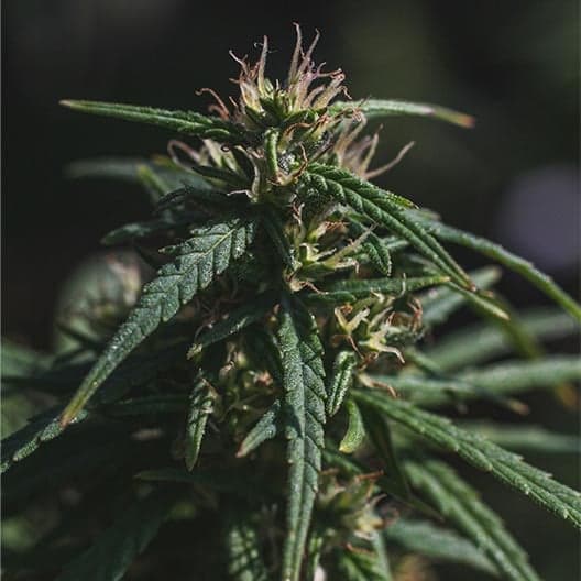 Rainbow Sherbert #11 Seeds