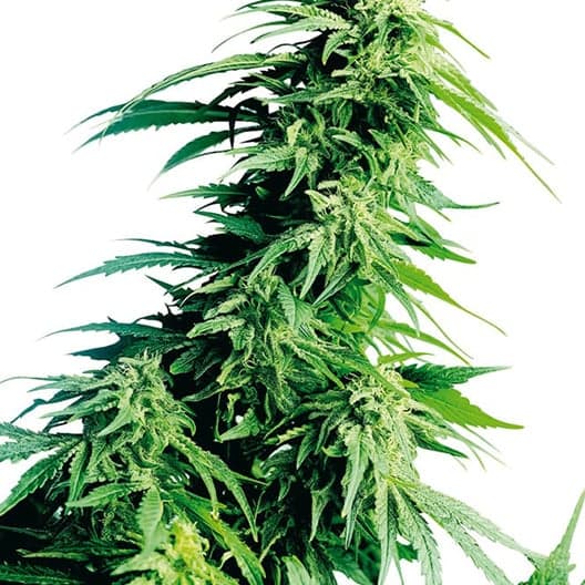 Rare Dankness #1 Seeds
