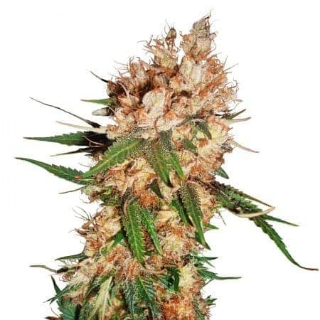 Remo Chemo Seeds