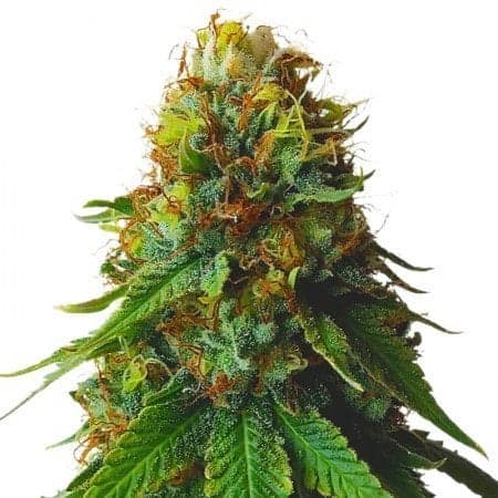 Sour Amnesia Auto Seeds