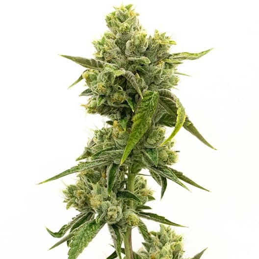 Tahoe Hydro OG Seeds