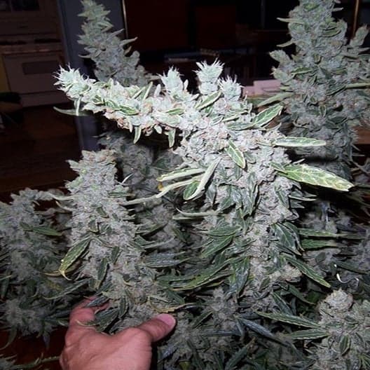Trinity Seeds