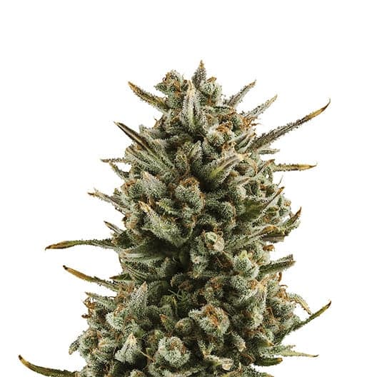 WSU Seeds