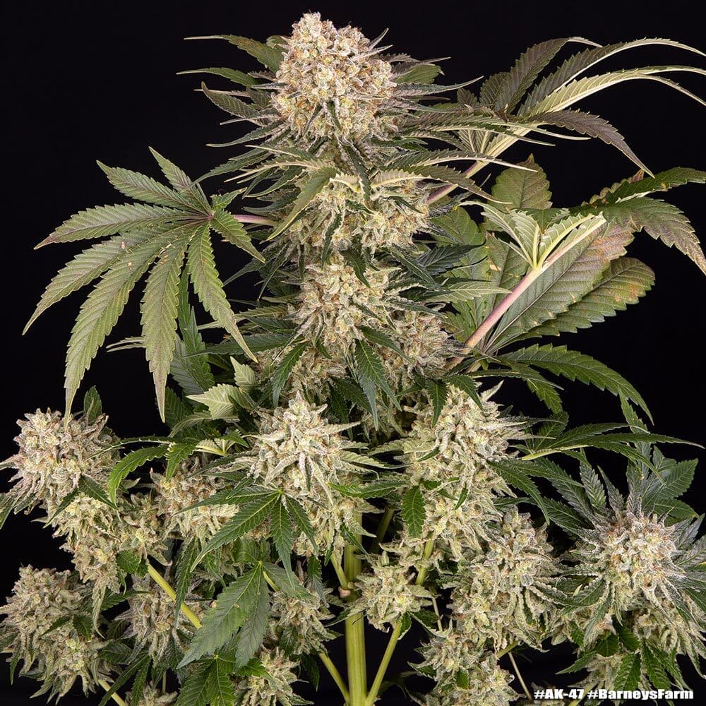 AK Seeds