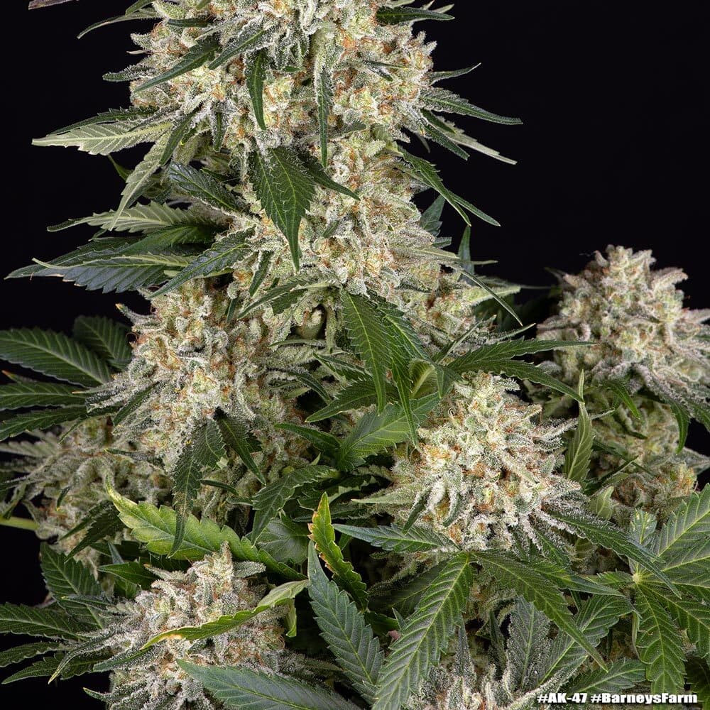 Baklava Strain Fast Version Marijuana Seeds | Crop King Seeds