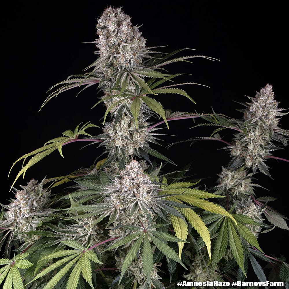 Amnesia Haze Seeds