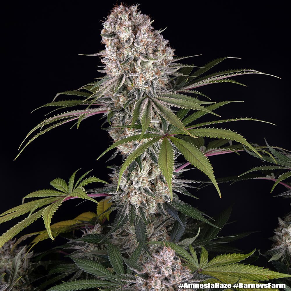 Amnesia Haze Autoflower Seeds – Fast, Creative Sativa | 18–21% THC