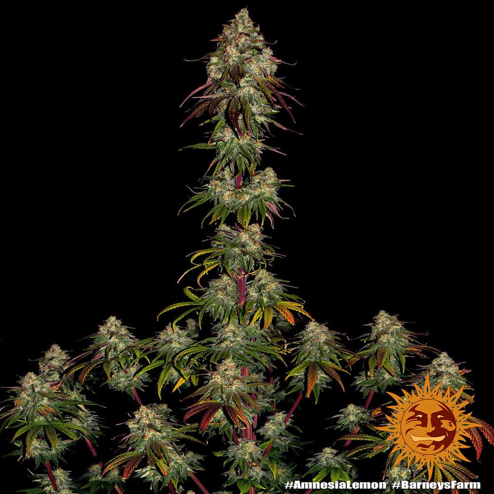 Amnesia Lemon Seeds