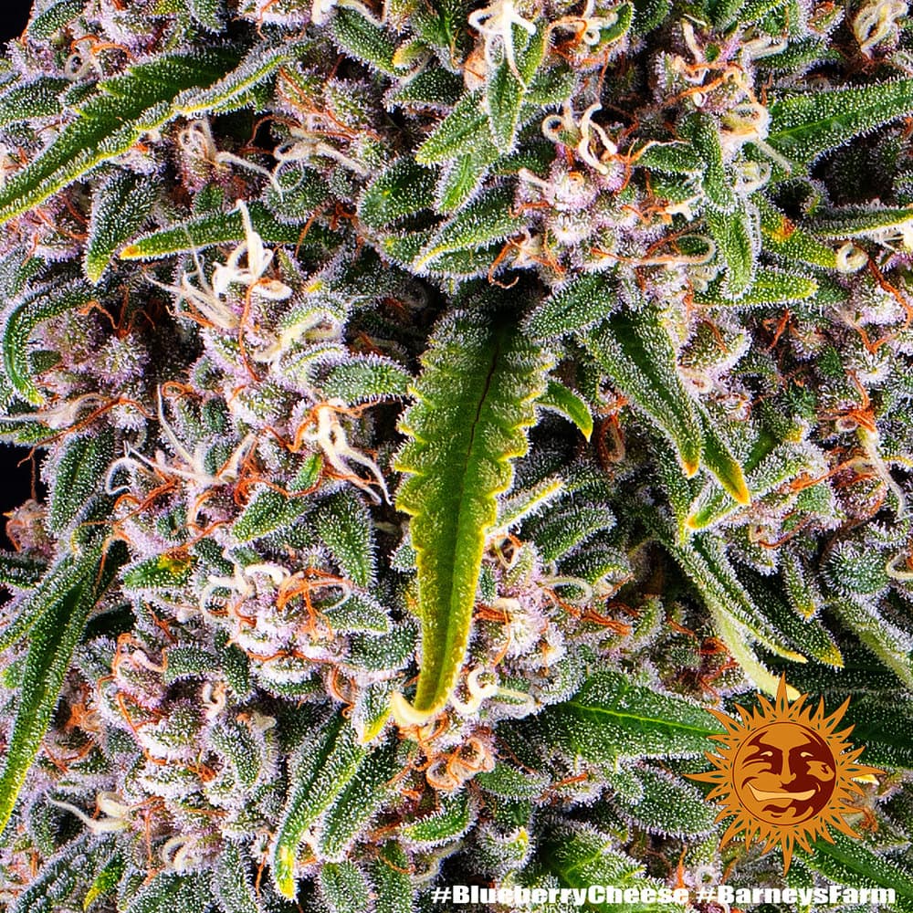 Blue Cheese Seeds