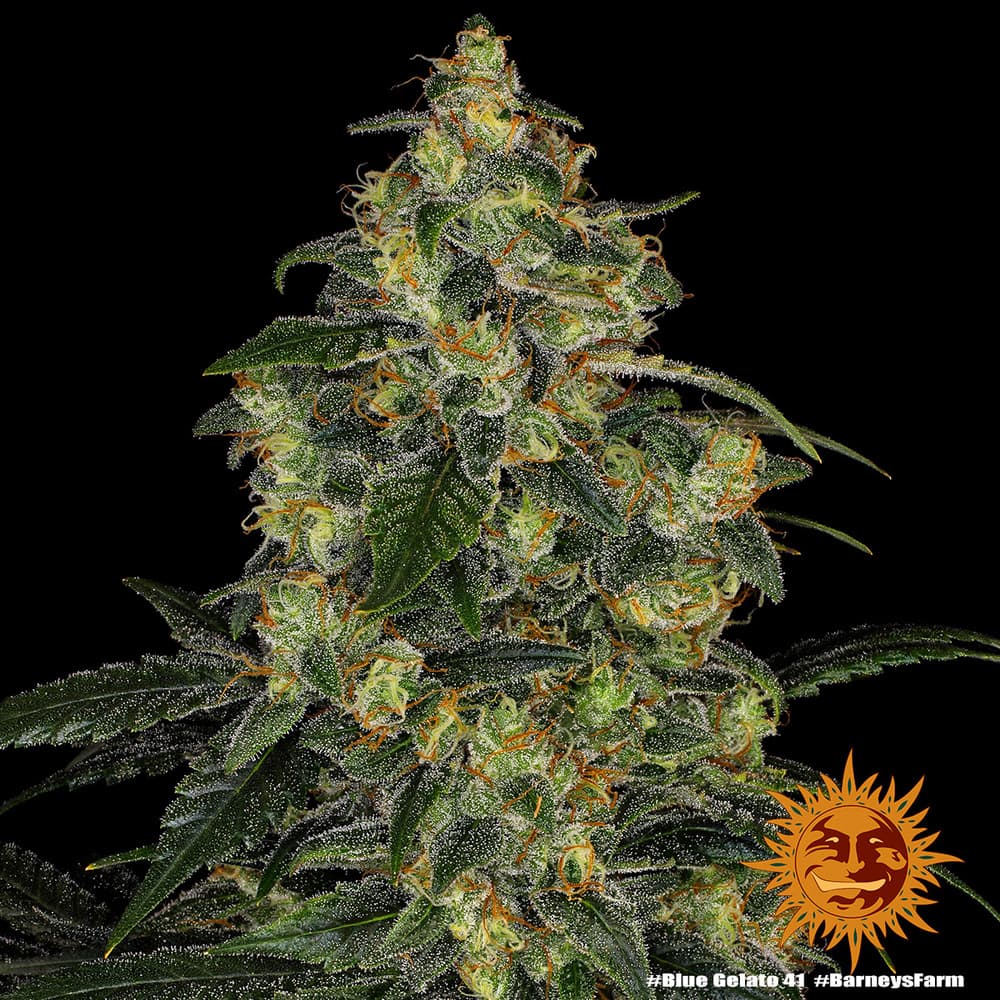 Blue Gelato 41 Seeds