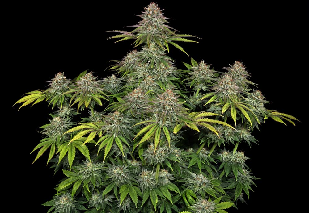 Critical Kush Seeds